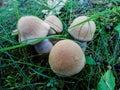 Mushrooms in the forest. Royalty Free Stock Photo